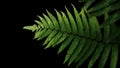 Green leaves fern tropical rainforest foliage plant on black background, clipping path included. Royalty Free Stock Photo