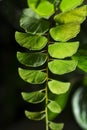 Green leaves fern tropical rainforest foliage plant Royalty Free Stock Photo