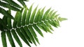 Green leaves fern tropical rainforest foliage plant on