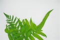 Green leaves fern tropical rainforest foliage plant isolated on white background, Ornament leaf. Royalty Free Stock Photo