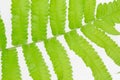 Green leaves fern tropical rainforest foliage plant isolated on white background, Ornament leaf. Royalty Free Stock Photo