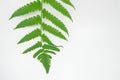 Green leaves fern tropical rainforest foliage plant isolated on white background, Ornament leaf. Royalty Free Stock Photo