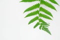 Green leaves fern tropical rainforest foliage plant isolated on white background, Ornament leaf. Royalty Free Stock Photo