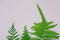 Green leaves fern tropical rainforest foliage plant isolated on white background, Ornament leaf. Royalty Free Stock Photo
