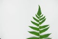 Green leaves fern tropical rainforest foliage plant isolated on white background, Ornament leaf. Royalty Free Stock Photo