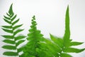 Green leaves fern tropical rainforest foliage plant isolated on white background, Ornament leaf. Royalty Free Stock Photo