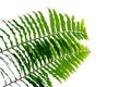 Green leaves fern tropical rainforest foliage plant nature leaf pattern isolated on white background, clipping path included Royalty Free Stock Photo