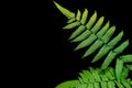 Green leaves fern tropical rainforest isolated on black background with clipping path Royalty Free Stock Photo