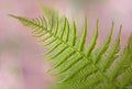 Leaves of a ferner with a blurred background Royalty Free Stock Photo