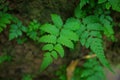 The green leaves of ferns or frond is nonflowering plant and that reproduce by spores. It can grows in tropical area