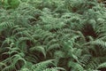 Green leaves ferns growth in the rainforest