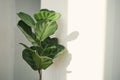 Green leaves of Fiddle Fig or Ficus Lyrata. Fiddle-leaf fig tree houseplant on white wall background,, Air purifying plants for Royalty Free Stock Photo