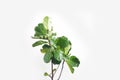 Green leaves of fiddle-leaf fig tree Ficus lyrata. Fiddle leaf fig tree on white background.