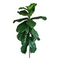Green leaves of fiddle-leaf fig tree Ficus lyrata the popular ornamental tree tropical houseplant isolated on white background,