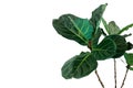 Green leaves of fiddle-leaf fig tree Ficus lyrata the popular ornamental tree tropical houseplant isolated on white background, Royalty Free Stock Photo