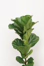 Green leaves of fiddle-leaf fig tree Ficus lyrata the popular ornamental tree tropical houseplant on white concrete wall Royalty Free Stock Photo