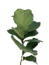 Green leaves of fiddle-leaf fig tree the popular ornamental tree plant tropical houseplant Royalty Free Stock Photo