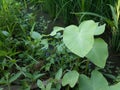 Green leaves in the field