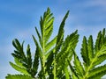 green leaves of a field plant against a blue sky Royalty Free Stock Photo