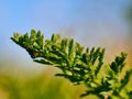 green leaves of a field plant against a blue sky Royalty Free Stock Photo