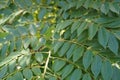 Green leaves with filtered sunlight