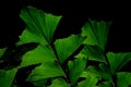 Green leaves of Fishtail Palm tree Royalty Free Stock Photo