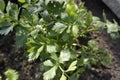 Green leaves of the flat italian parsley plant