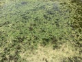 Green leaves floating on water