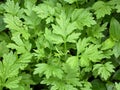 Green leaves on the floor