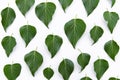 Green leaves floral pattern texture. Flat lay, top view.