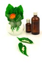 Green leaves and flower marigold, bottles and homeopathic globules. Homeopathy medicine. Nettle healing herbs, alternative