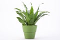 Green leaves in flowerpot