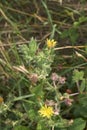 Yellow flowers of Helminthotheca echioides