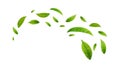 Green leaves fly with a gust of wind. Royalty Free Stock Photo