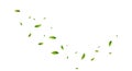Green leaves fly with a gust of wind. Royalty Free Stock Photo