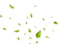 Green leaves flying on white background. Organic, eco, vegan, design element. Beauty product. Leaf falling. Wave foliage