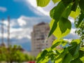 Green leaves on focus in the city.