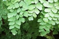 Green leaves foliage of Adiantum maidenhair fern drop down with water moisture on soft selective focus for spa and natural Royalty Free Stock Photo