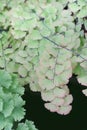 Green leaves foliage of Adiantum maidenhair fern drop down with water moisture on soft selective focus for spa and natural Royalty Free Stock Photo