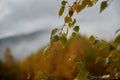 Green leaves in the forest against the backdrop of a mountain haze Royalty Free Stock Photo