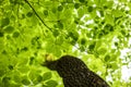 Green leaves, forest background