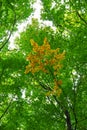 Green leaves in a forest changing color