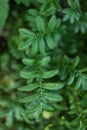 Green leaves in the forest, close-up. Nature background. Royalty Free Stock Photo