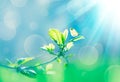 Green leaves in the forest in the light of the sun. Green branch in sun ray against background of blue sky and butterfly on nature Royalty Free Stock Photo