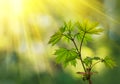 Green leaves in the forest in the light of the sun. Green maple leaves with sun ray. Young green leaves in sunlight, dreamy Royalty Free Stock Photo