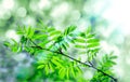 Green leaves in the forest in the light of the sun. Green rowan leaves with sun ray. Young green leaves, beautiful image of spring Royalty Free Stock Photo