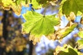 Green leaves in a forest with sun background image. Back light sunshine with leafs on branch Royalty Free Stock Photo