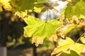 Green leaves in a forest with sun background image. Back light sunshine with leafs on branch Royalty Free Stock Photo