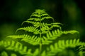 Green fern leaves closeup
