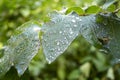 Green leaves in forest with waterdrops after rain Royalty Free Stock Photo